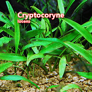 Cryptocoryne lucens